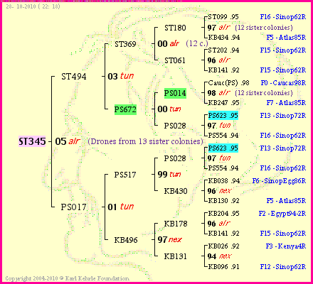 Pedigree of ST345 :
four generations presented