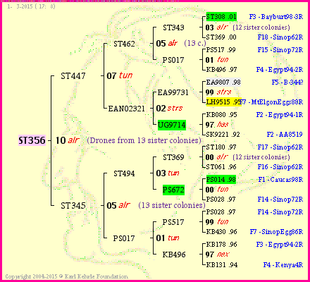 Pedigree of ST356 :
four generations presented