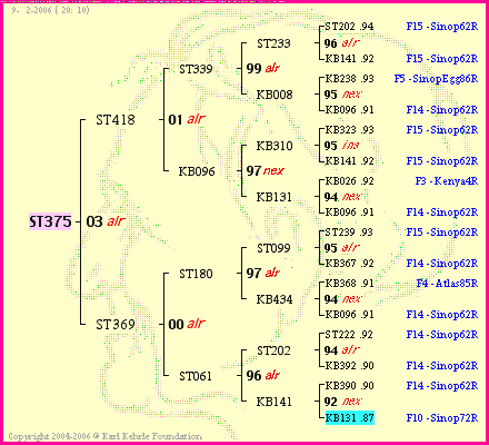 Pedigree of ST375 :
four generations presented