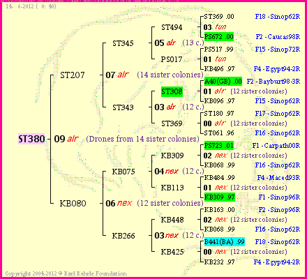 Pedigree of ST380 :
four generations presented