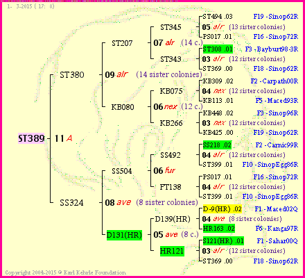 Pedigree of ST389 :
four generations presented