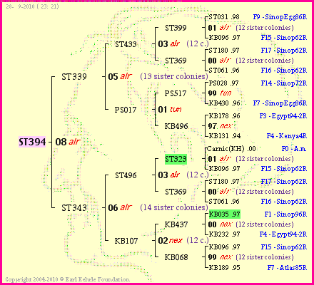 Pedigree of ST394 :
four generations presented