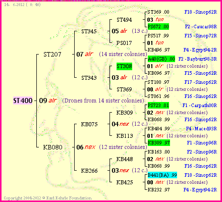 Pedigree of ST400 :
four generations presented