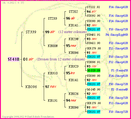 Pedigree of ST418 :
four generations presented