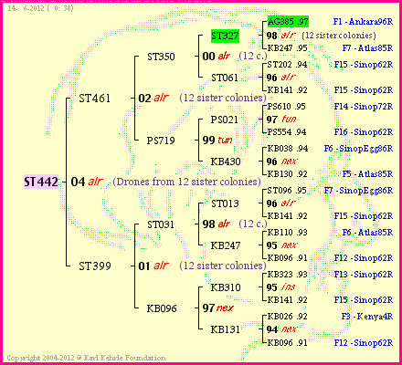 Pedigree of ST442 :
four generations presented