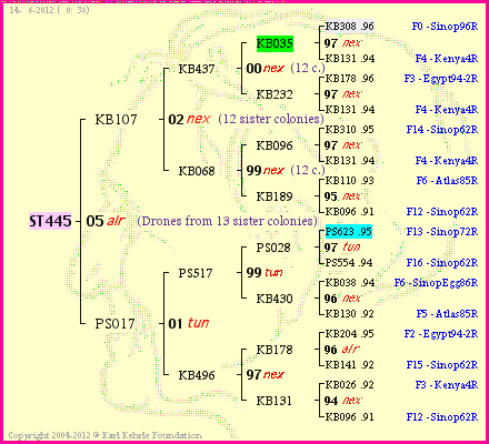 Pedigree of ST445 :
four generations presented