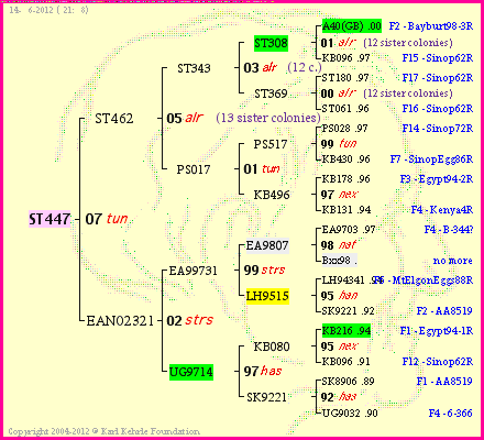 Pedigree of ST447 :
four generations presented