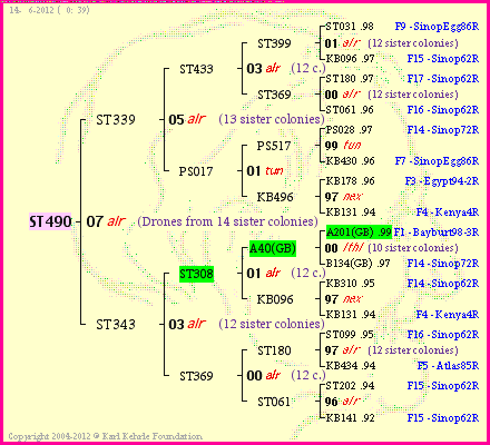 Pedigree of ST490 :
four generations presented