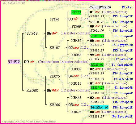 Pedigree of ST492 :
four generations presented