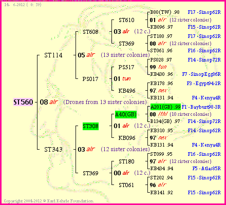 Pedigree of ST560 :
four generations presented