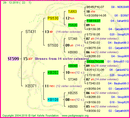 Pedigree of ST599 :
four generations presented<br />it's temporarily unavailable, sorry!