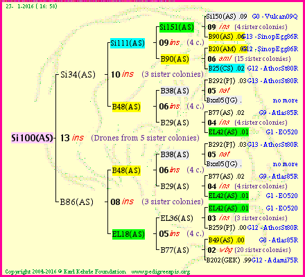 Pedigree of Si100(AS) :
four generations presented