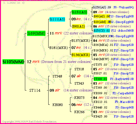 Pedigree of Si105(MM) :
four generations presented