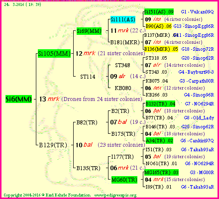 Pedigree of Si6(MM) :
four generations presented