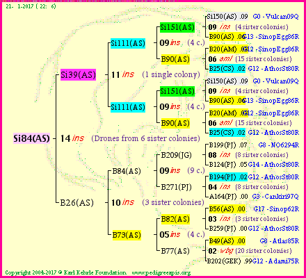 Pedigree of Si84(AS) :
four generations presented