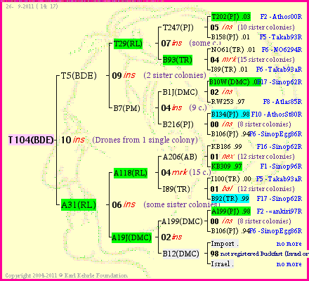 Pedigree of T104(BDE) :
four generations presented