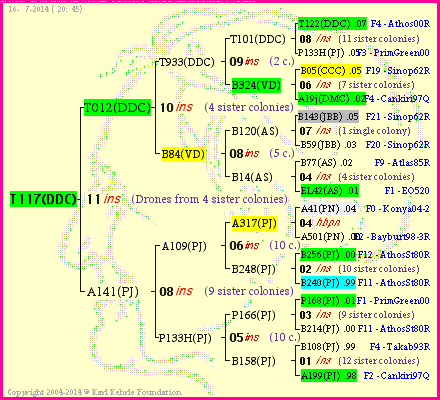 Pedigree of T117(DDC) :
four generations presented