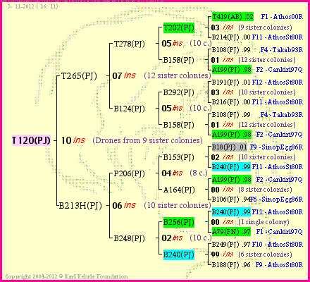 Pedigree of T120(PJ) :
four generations presented