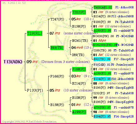 Pedigree of T13(ADK) :
four generations presented