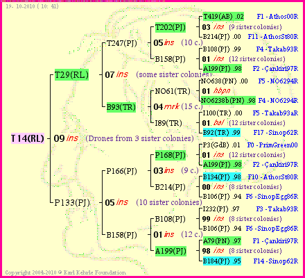 Pedigree of T14(RL) :
four generations presented