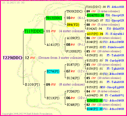 Pedigree of T229(DDC) :
four generations presented