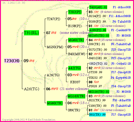 Pedigree of T23(CH) :
four generations presented