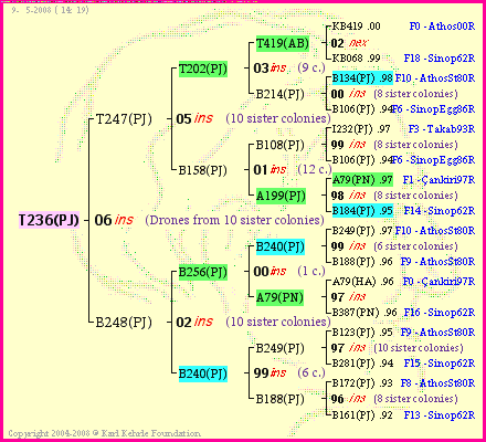 Pedigree of T236(PJ) :
four generations presented