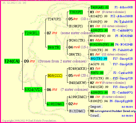 Pedigree of T24(CA) :
four generations presented