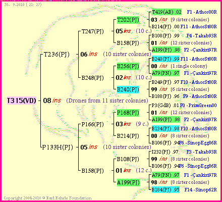 Pedigree of T315(VD) :
four generations presented