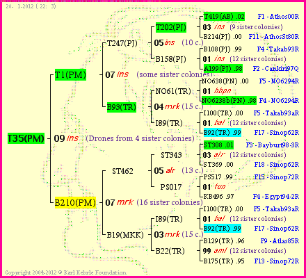 Pedigree of T35(PM) :
four generations presented