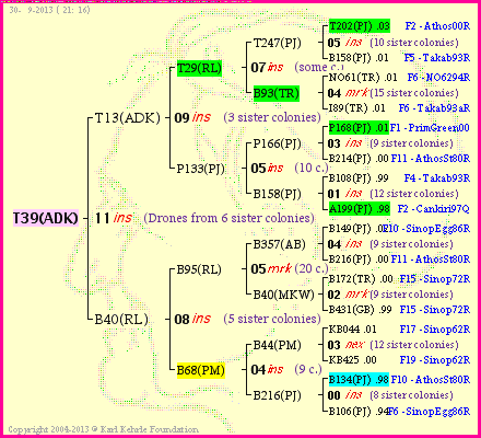 Pedigree of T39(ADK) :
four generations presented