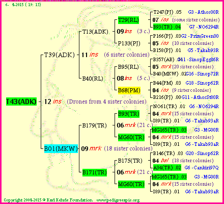 Pedigree of T43(ADK) :
four generations presented