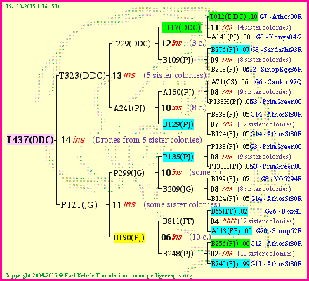 Pedigree of T437(DDC) :
four generations presented