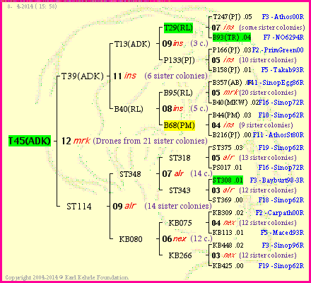 Pedigree of T45(ADK) :
four generations presented