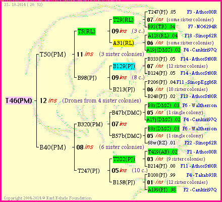 Pedigree of T46(PM) :
four generations presented