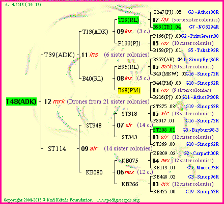 Pedigree of T48(ADK) :
four generations presented