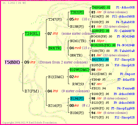 Pedigree of T5(BDE) :
four generations presented