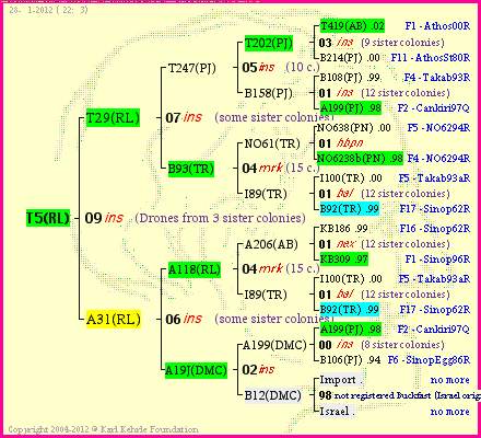 Pedigree of T5(RL) :
four generations presented