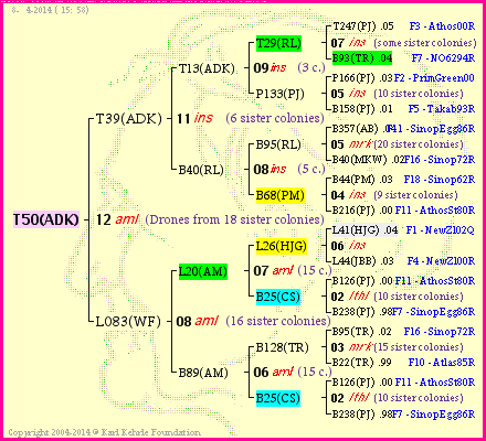 Pedigree of T50(ADK) :
four generations presented