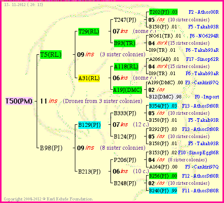 Pedigree of T50(PM) :
four generations presented