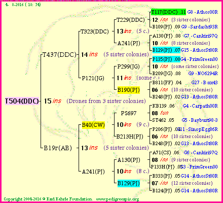 Pedigree of T504(DDC) :
four generations presented