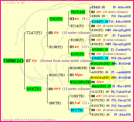 Pedigree of T509(CGC) :
four generations presented