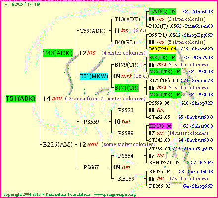 Pedigree of T51(ADK) :
four generations presented