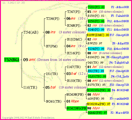 Pedigree of T52(BG) :
four generations presented