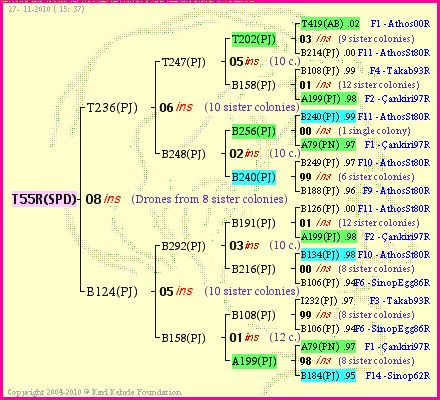 Pedigree of T55R(SPD) :
four generations presented