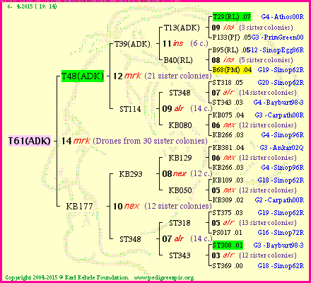 Pedigree of T61(ADK) :
four generations presented