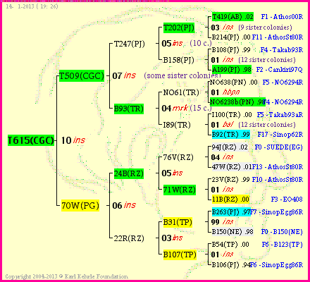 Pedigree of T615(CGC) :
four generations presented