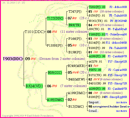 Pedigree of T903(DDC) :
four generations presented