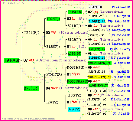 Pedigree of T91(AB) :
four generations presented