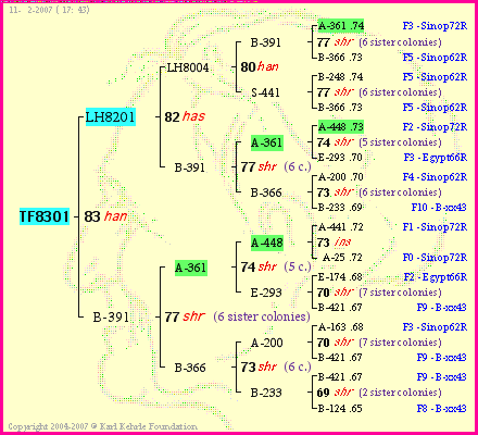 Pedigree of TF8301 :
four generations presented